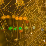 Spider Webs Are Not Christmas Decorations: Keep Eight-Legged Pests Out This Holiday Season