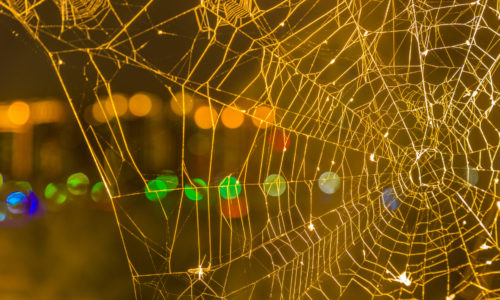 Spider Webs Are Not Christmas Decorations: Keep Eight-Legged Pests Out This Holiday Season