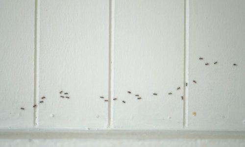 Control Ants Around Your Home