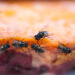 Let Us Help You Eliminate Flies This Holiday Season