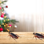 How to Have a Cockroach Free Festive Season