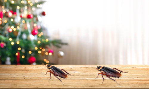 How to Have a Cockroach Free Festive Season