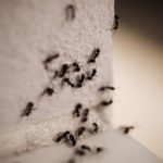 ant populations