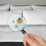 Protect Your Guests From Bed Bugs