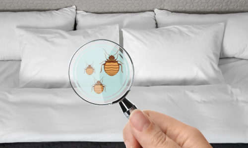 Protect Your Guests From Bed Bugs