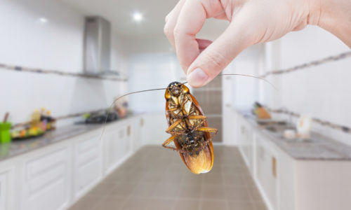 Top 5 Ways to Prevent Cockroaches