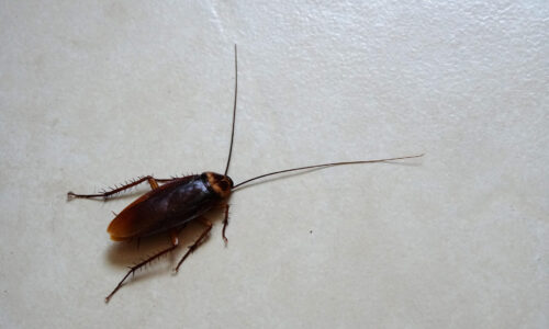 American cockroach in New Zealand