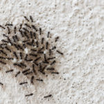 What Attracts Ants?