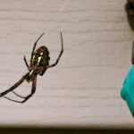 Avoid Spiders in New Zealand