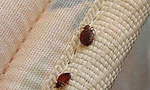 Prepare for Bed Bug