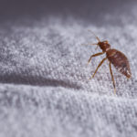 How Is Pest Control Used for Bed Bugs