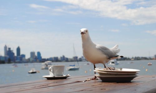 Protect customers from birds