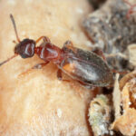 Borer Treatment in the Winter