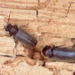 Protect Your Home from Borers