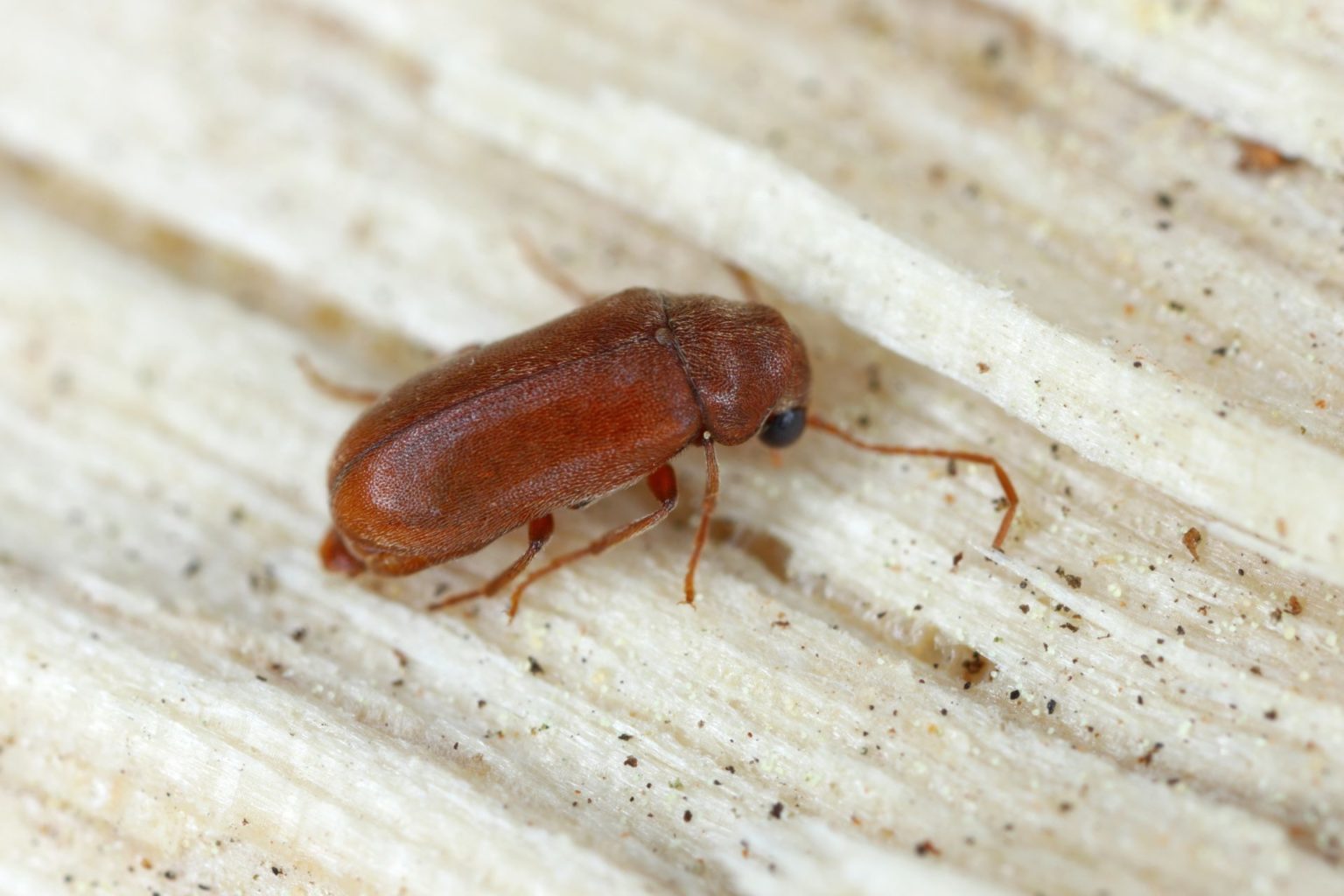 Borer Treatment | Professional Borer Control | Flick NZ