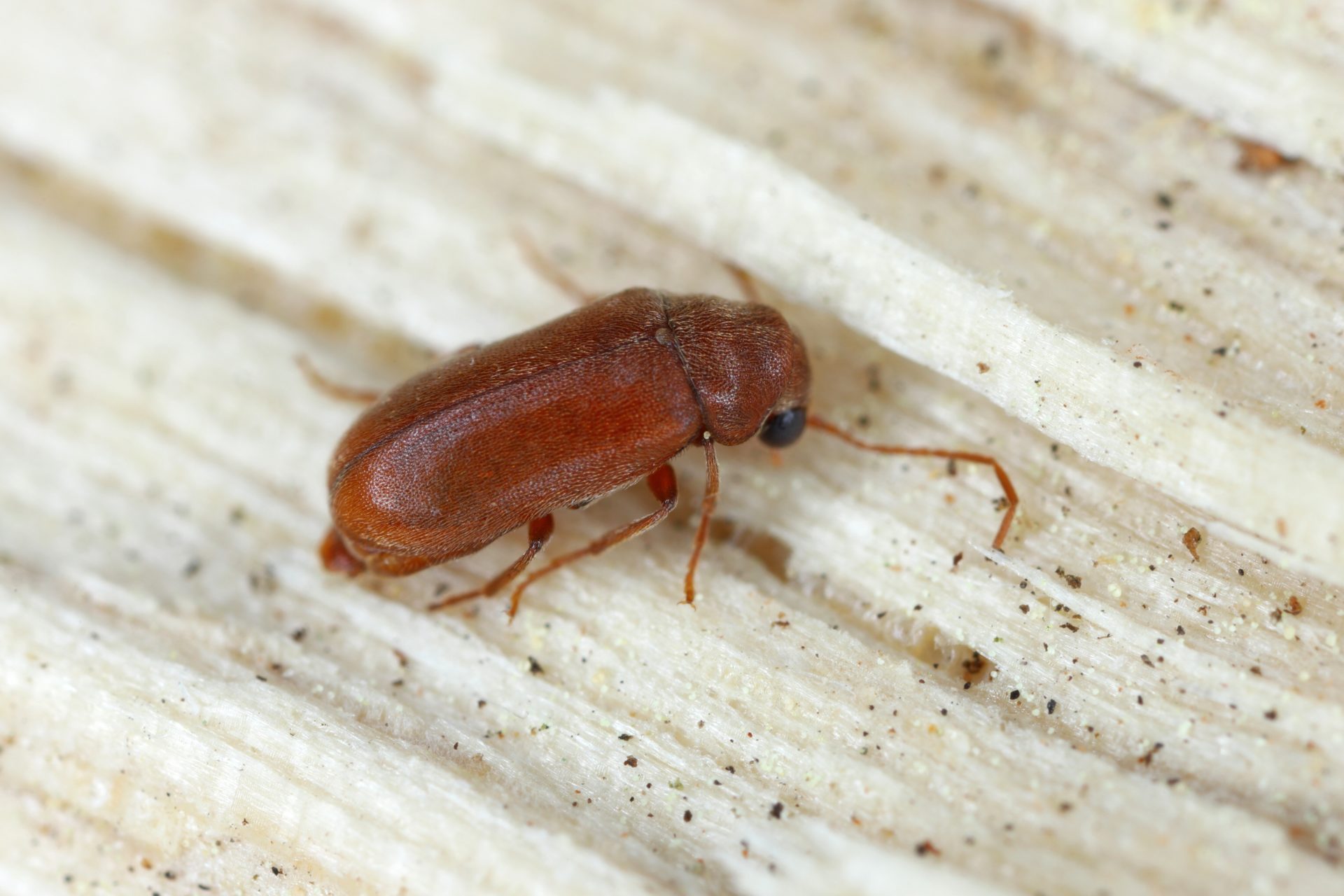 Preparing for Borer Season