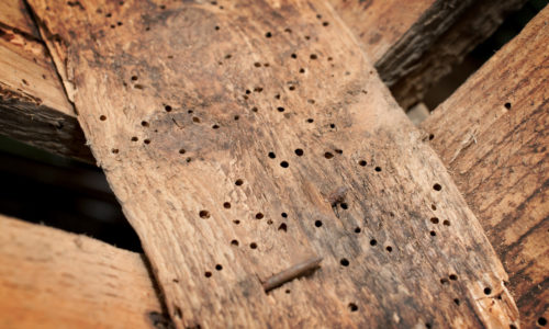 How to Prevent Borers in Your Home