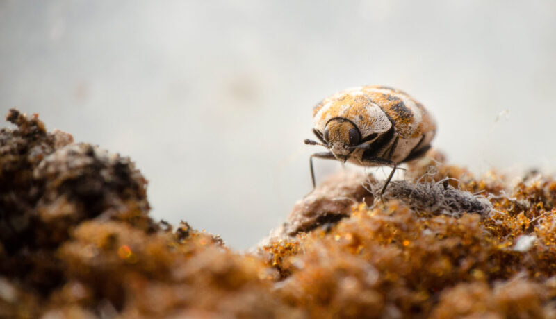 Carpet Beetle laying eggs in home