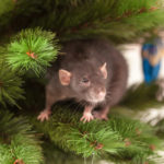 Prevent Rodents and Stop Uninvited Guests this Christmas