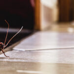 Residential Insect Control Services for a Pest-Free Home