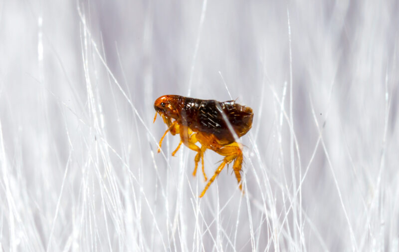 Close up of flea on animal fur in New Zealand