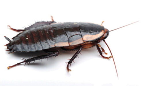 Gisborne cockroach in New Zealand