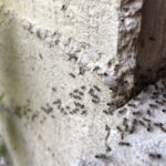 Ant pest control