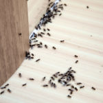 How to Get Rid of Ants in Your Office