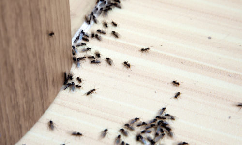 How to Get Rid of Ants in Your Office