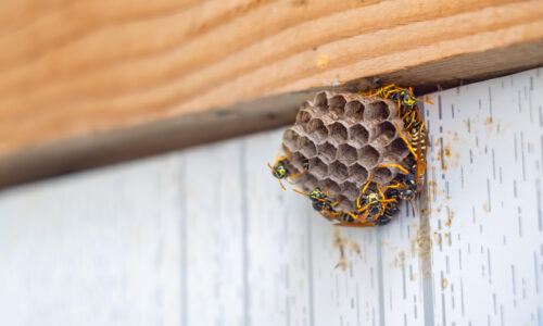 How to Remove Wasps in Your Home