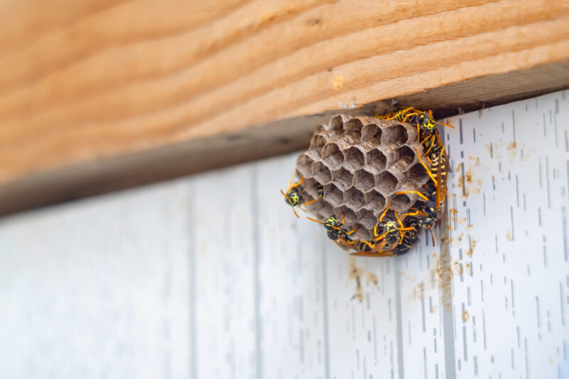 How to Remove Wasps in Your Home