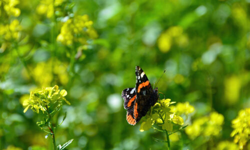 Flick Pest Control - Admiral Butterfly
