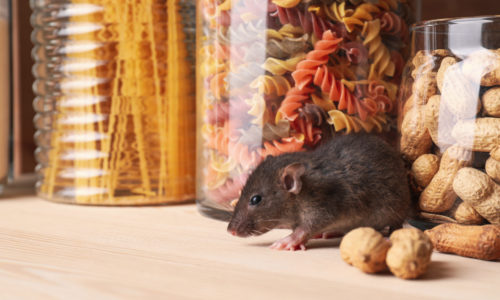 Get Ahead of Rodents with SMART