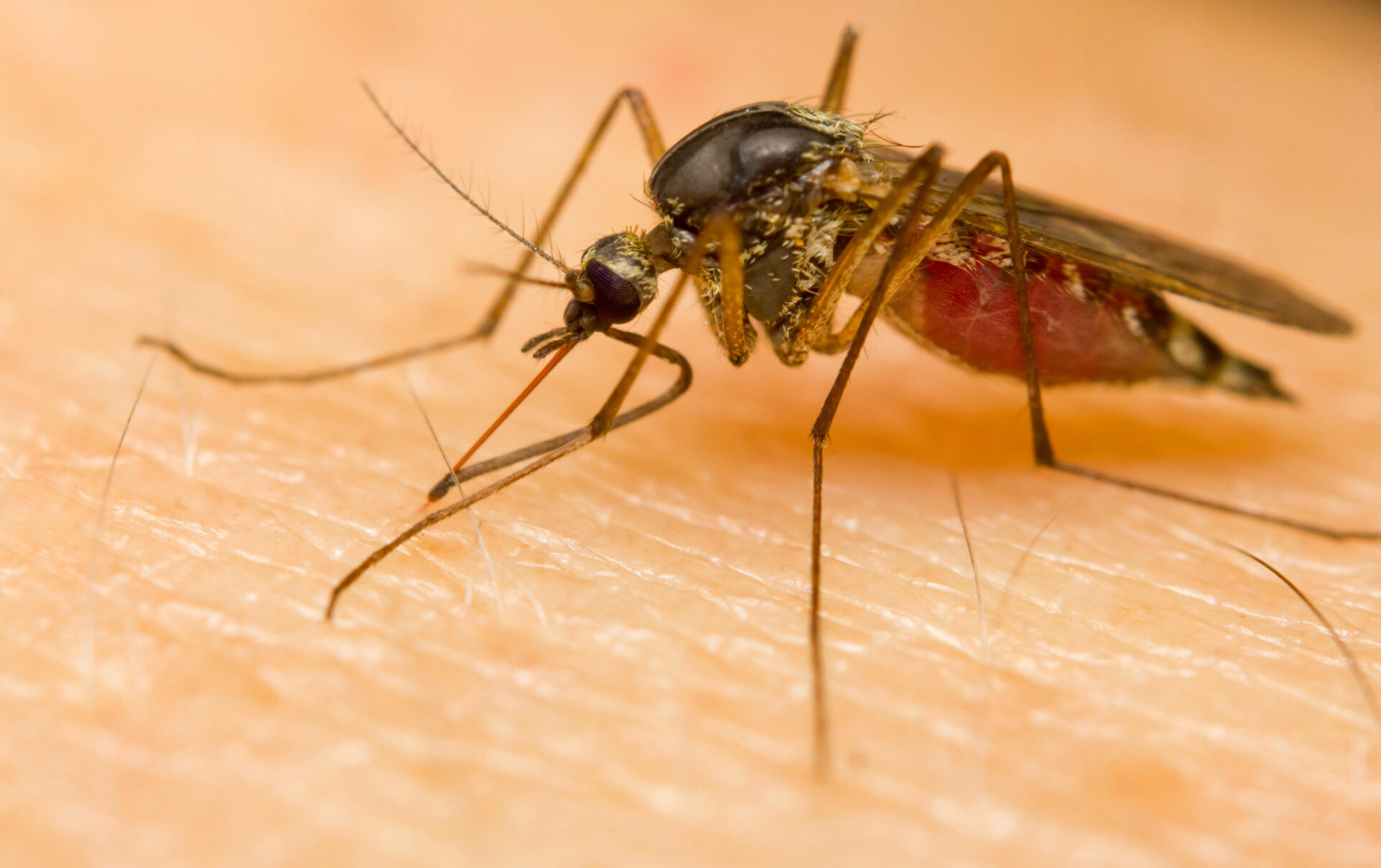 Mosquito sucking blood New Zealand