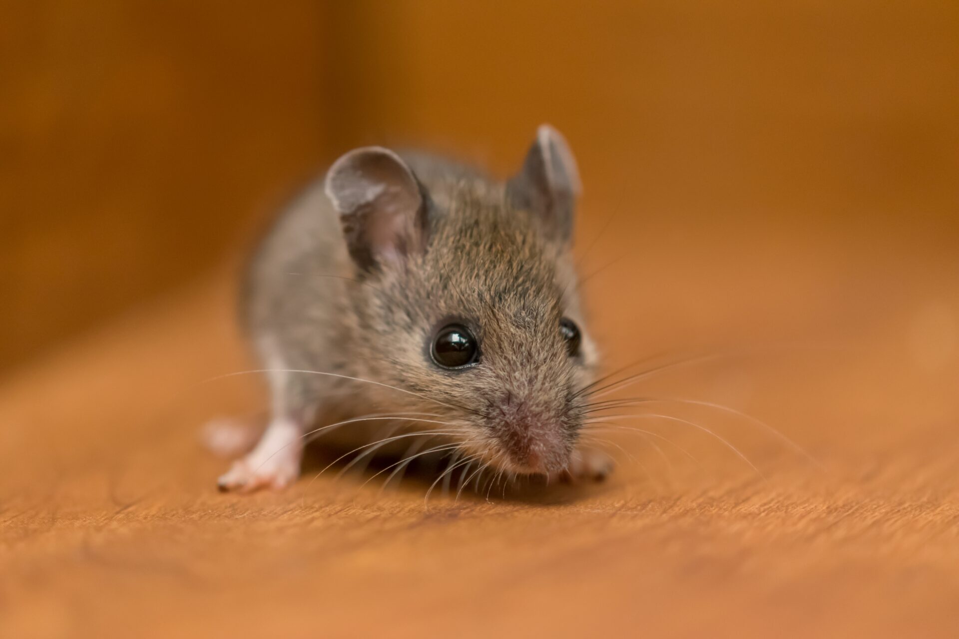 Mice Pest Control New Zealand