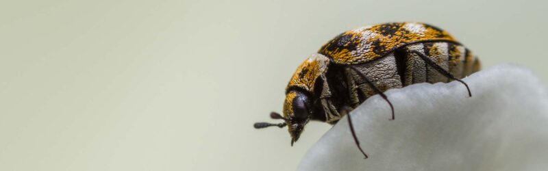 How to prevent carpet beetles from damaging your carpet