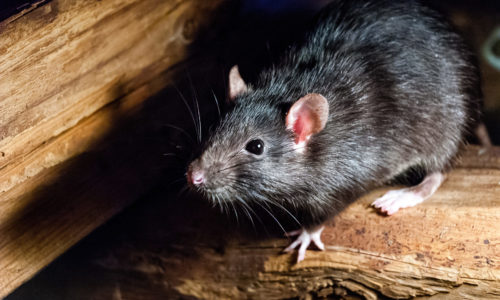 Why Do Rodents Thrive in Winter?