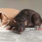 a diy rodent control method