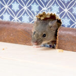Rodents in your home