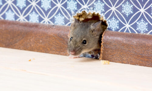 Rodents in your home