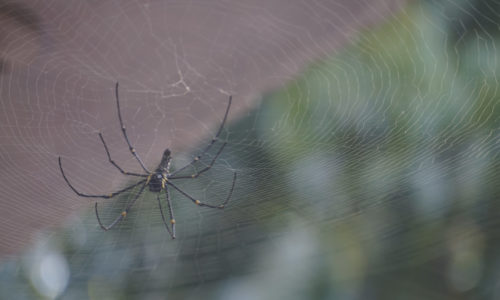 Preparing for Spider Control Treatment