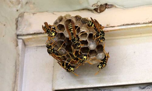 Wasp Nest Removal New Zealand