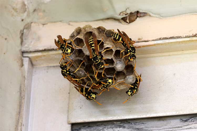 Wasp Nest Removal New Zealand
