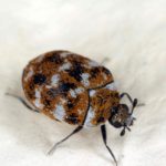 Carpet Beetle Infestation