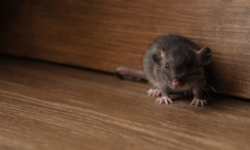 Winter Rodent Control made Easy with SMART Digital Pest Control