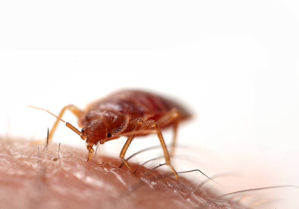Bed Bugs pest control