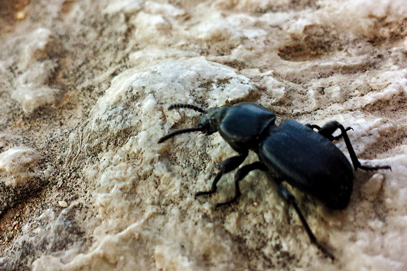Beetles pest control