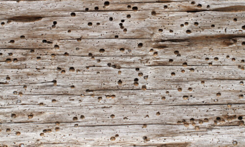 borers holed through a plank of wood near a garden