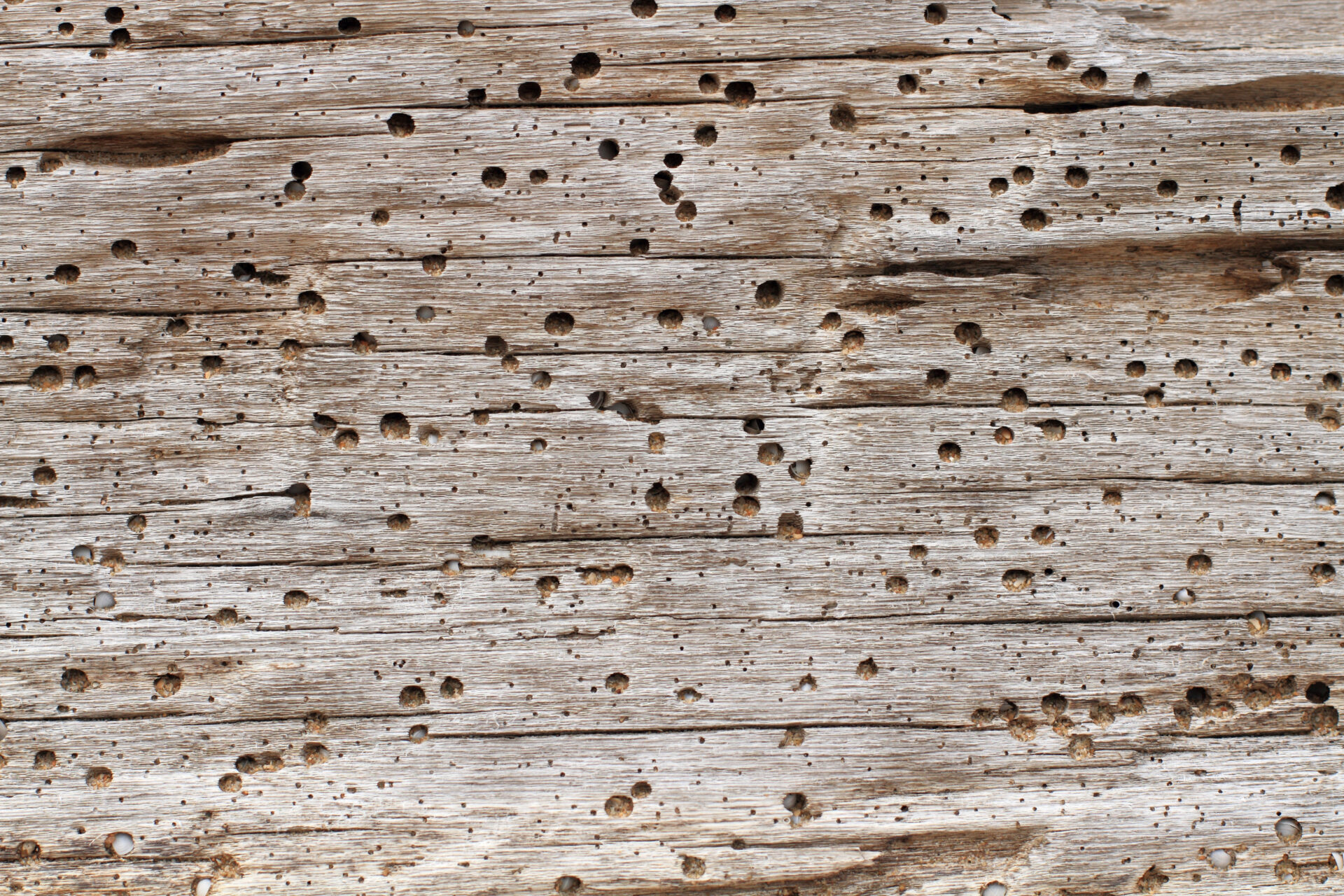 borers holed through a plank of wood near a garden