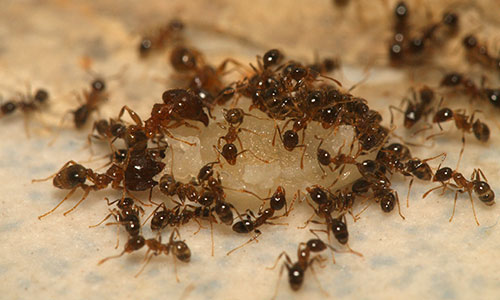 ant removal 